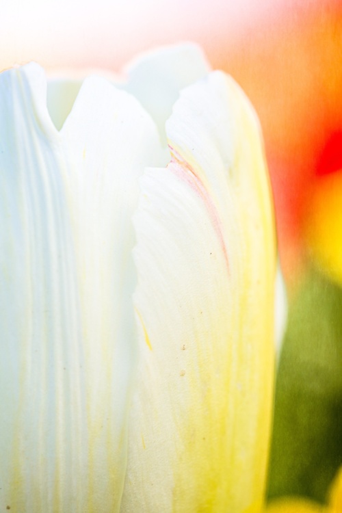 Close Up of Spring Tulips in Bloom