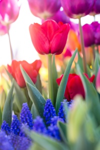 Close Up of Spring Tulips in Bloom