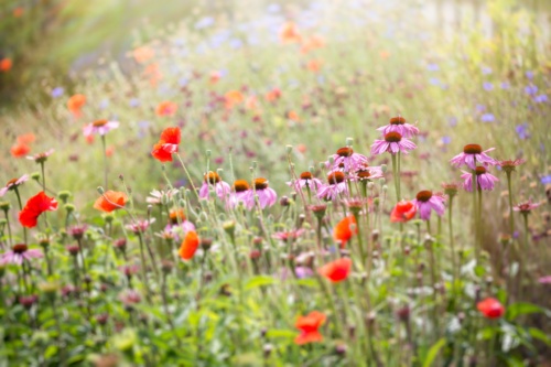Dreamy Flower Field in Summertime