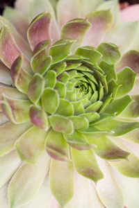 Close up Detail of a Succulent Plant