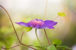 Artistic Portrait of a Clematis in Bloom