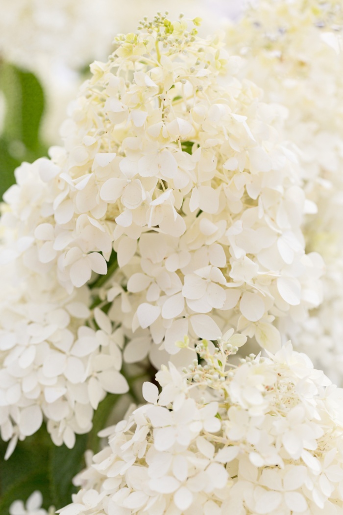 Close up of White "Phantom" Hydrangea Blooms