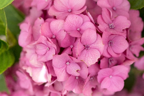 Close up of Pink Hydrangea Blooms