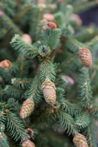 Close up of a Norway Spruce Tree with Red Cones