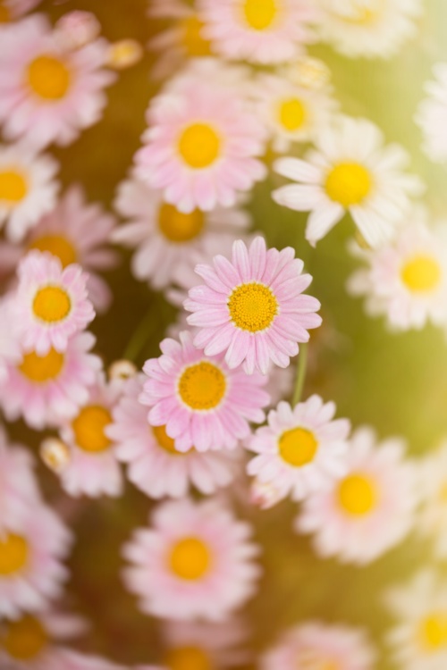 Summer Vibes from Pink Daisies Blooming with an Artistic Blur