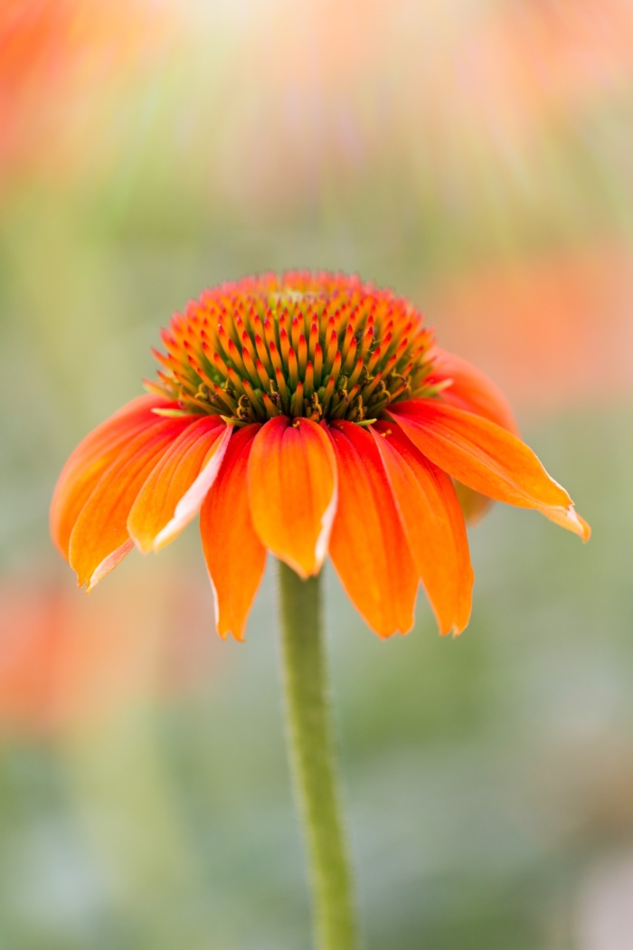 Vibrant Orange Coneflower Bloom