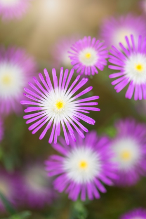 Close up View of Purple Starburst Blooms