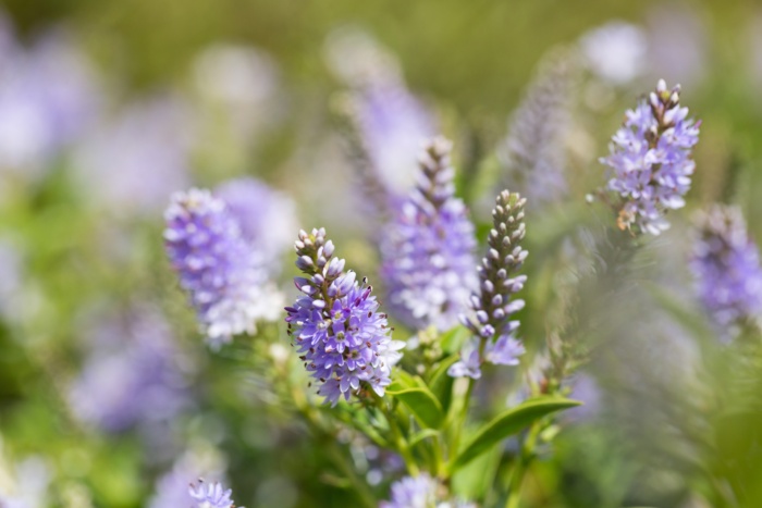 Close up View of Purple Hebe Blooms