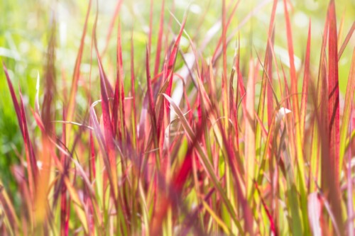 Japanese Blood Grass Backlit by the Summer Sun