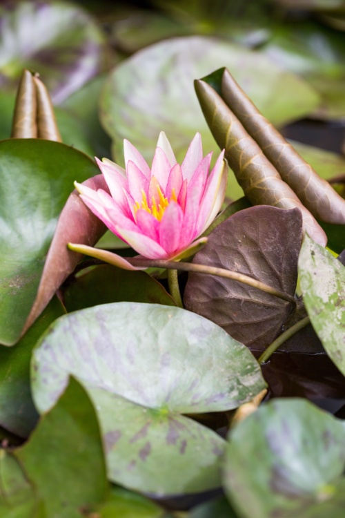 Pink Water Lilly in Bloom