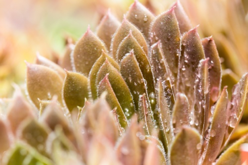Close up Detail of Succulent Plant Covered in Water Drops