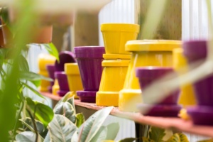 Colorful Flower Pots Displayed on a Greenhouse Shelf