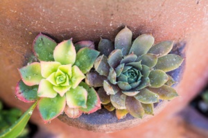 Succulent Plants Growing from the Side of a Terracotta Pot