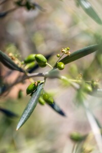Close up of Olive Branches Growing Olives