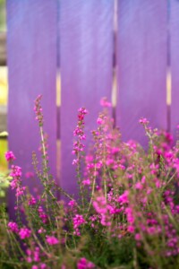 Colorful Summer Flower Garden in Bloom