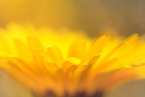 Close up Detail of a Gerbera Daisy Growing in a Summer Flower Garden