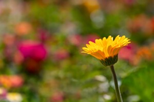 Gerbera Daisy Growing in a Summer Flower Garden