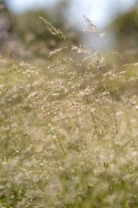 Ornamental Grass backlit by the Summer Sun