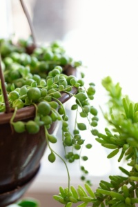 "String of Pearls" house plant