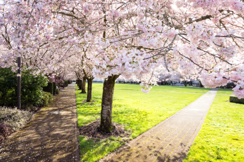 Sunlight and Shadows Covering Park Paths Beneath Cherry Blossom Trees Blooming in the Spring