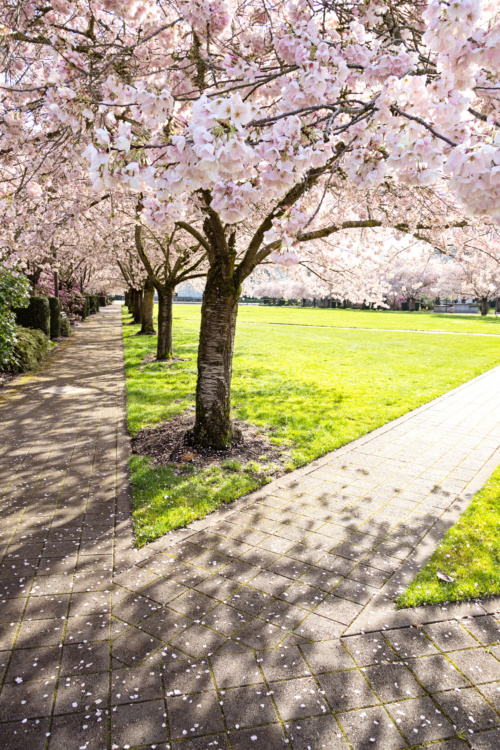 Sunlight and Shadows Covering Park Paths Beneath Cherry Blossom Trees Blooming in the Spring