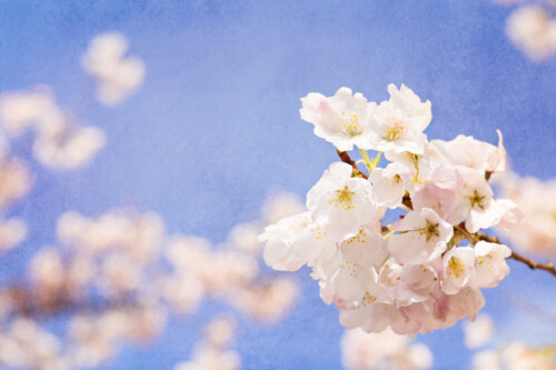 Spring Cherry Blossoms Under a Vibrant Blue Sky