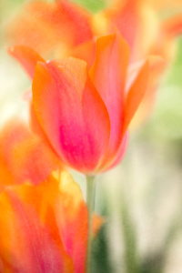Close up of an Orange Tulip in Full Bloom