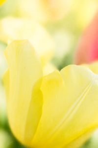 Close up of a Yellow Tulip in Full Bloom
