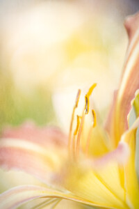 Artistic Daylily Flower Close Up