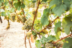 Ripe Riesling Grapes Hanging on the Vine and Ready for Harvest