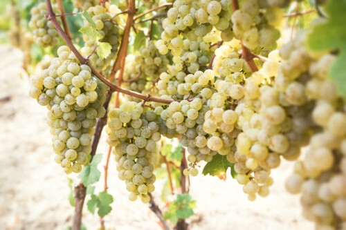 Ripe Riesling Grapes Hanging on the Vine and Ready for Harvest