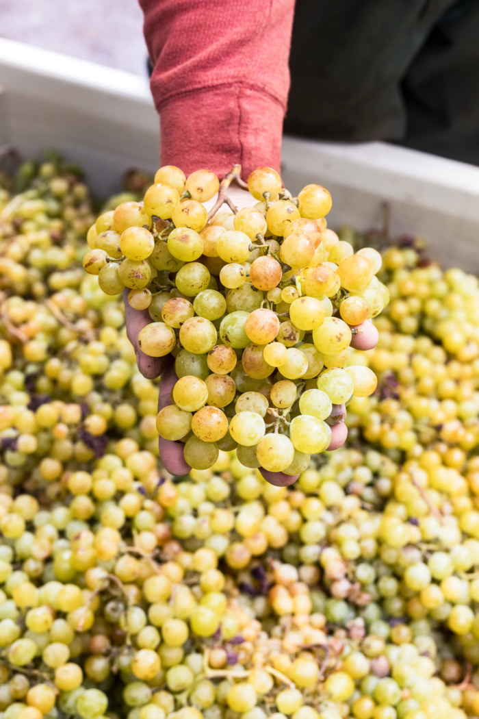 Winemaker Holding up a Muscat Grape Cluster Freshly Harvested in the Vineyard