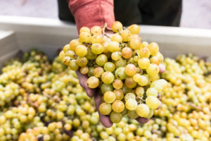 Winemaker Holding up a Muscat Grape Cluster Freshly Harvested in the Vineyard