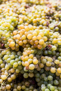 Close up of Ripe Muscat Grapes Harvested for Wine Processing