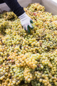 Bin Full of Ripe Muscat Grapes Harvested for Wine