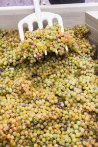 Winery Processing Muscat Grapes for Wine