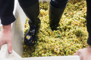 Stomping Muscat Grapes for Wine Processing