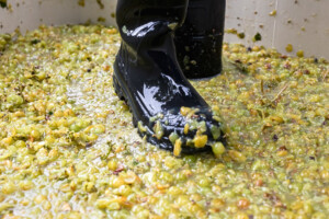 Stomping Muscat Grapes for Wine Processing
