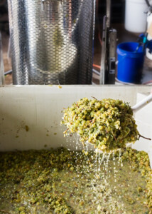 Winery Processing Muscat Grapes for Wine