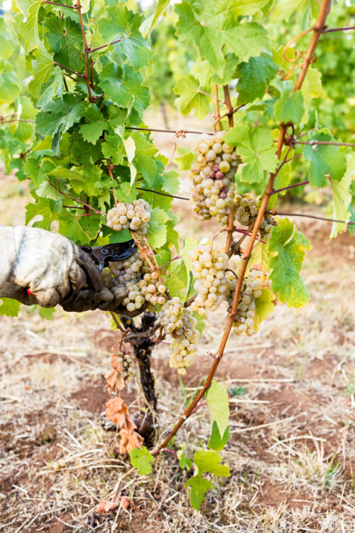 Ripe Riesling Grapes being Harvested in a Vineyard