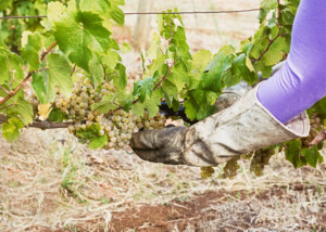 Ripe Riesling Grapes being Harvested in a Vineyard
