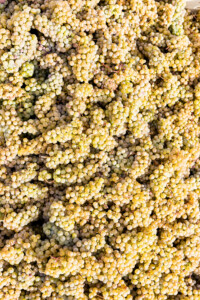 Large Bin Full of Ripe Riesling Grapes Harvested in a Vineyard