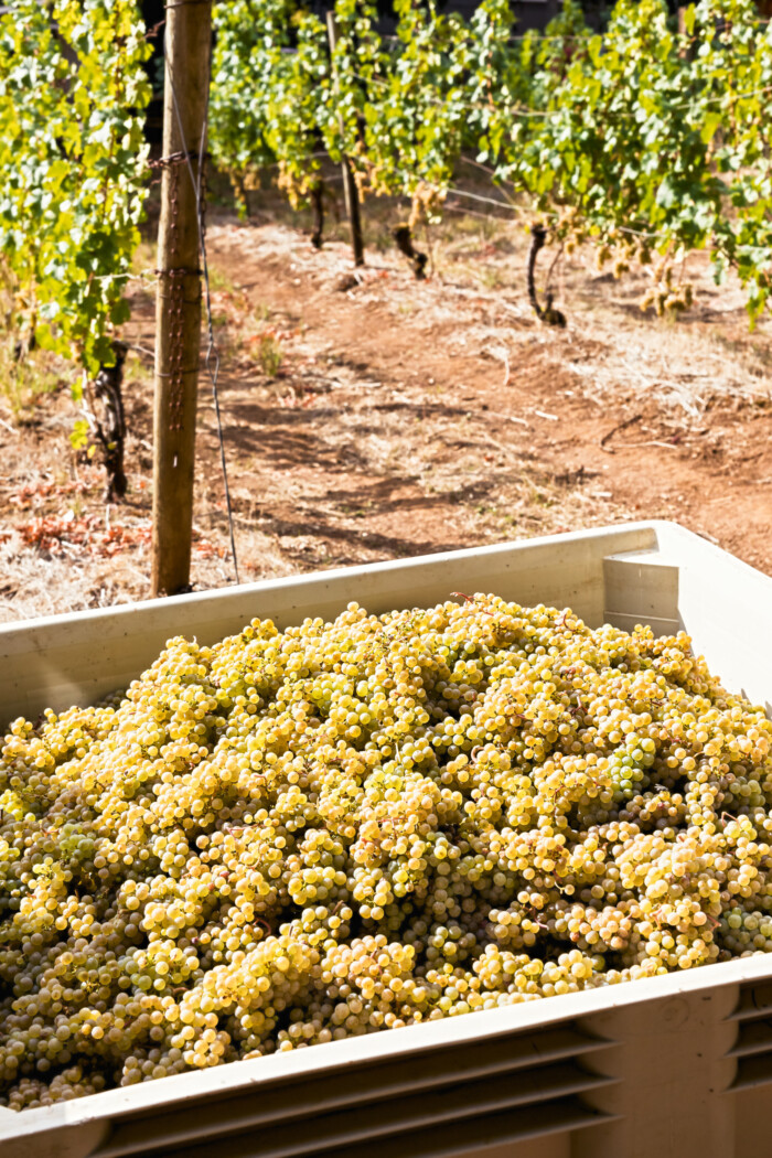 Large Bin Full of Ripe Riesling Grapes Harvested in a Vineyard