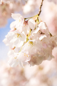 Spring Cherry Blossoms Close Up