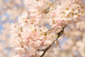 Spring Cherry Blossoms Close Up