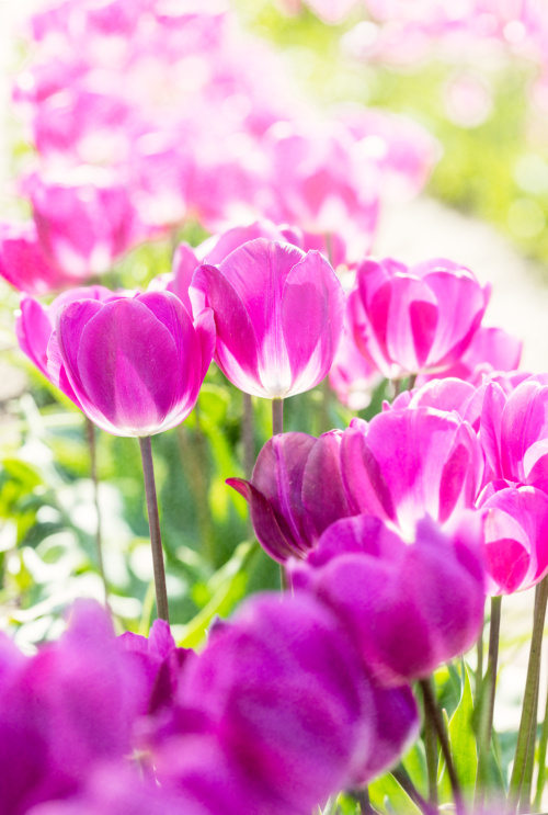 Rows of Purple Tulips