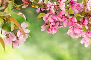 Spring Crabapple Blooms Close up