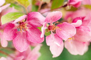 Spring Crabapple Blooms Close up