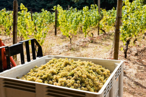 Large Bin Full of Ripe Riesling Grapes Harvested in a Vineyard